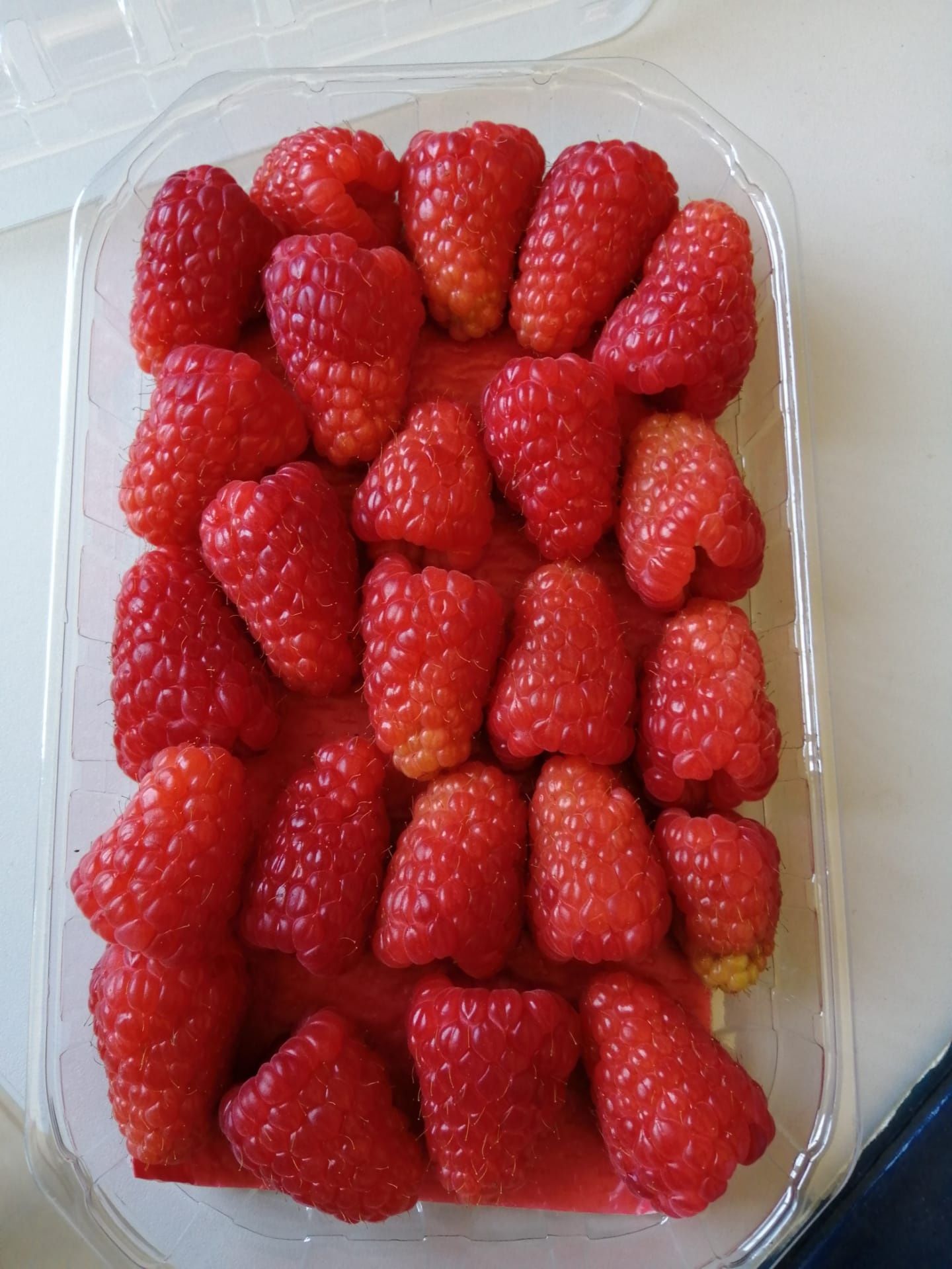 Optima sadzonka malin