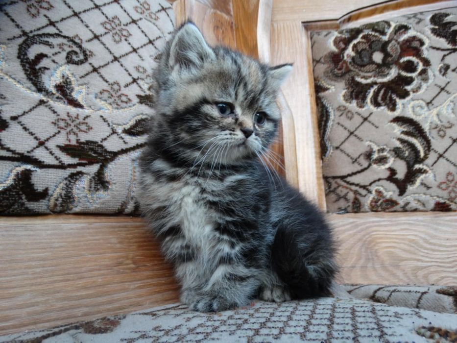 Kot, Kotka szkocka złoto czkoladowa tabby