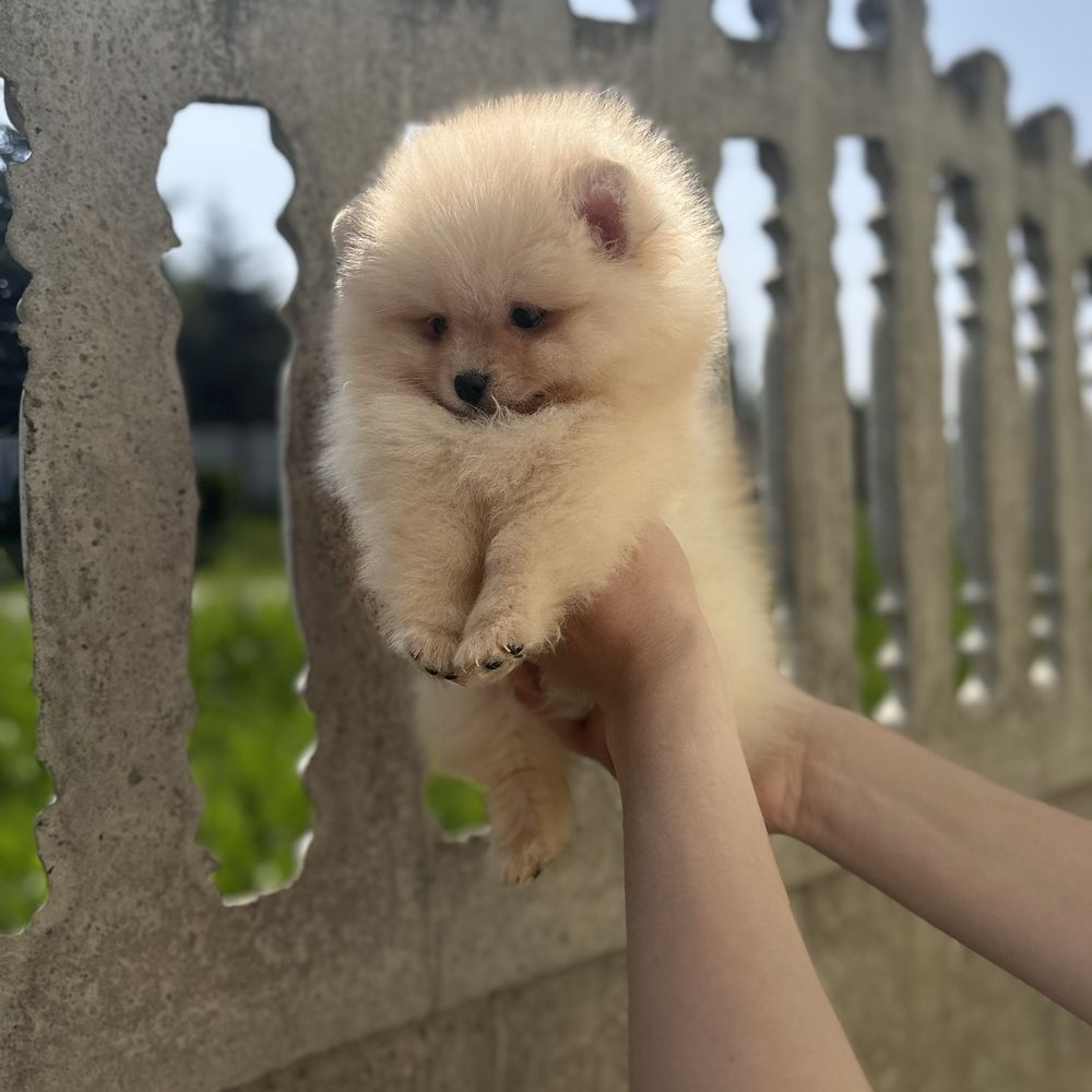Хлопчик шоу класу тип ведмедика