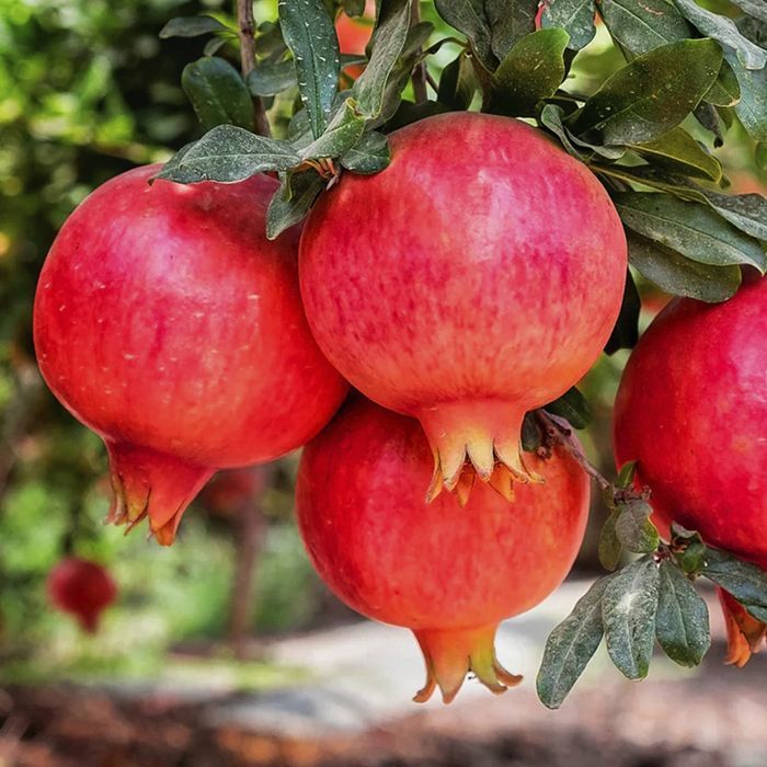 Саджанці гранату ОПТ–Роздріб / Саженцы граната ОПТ–Розница