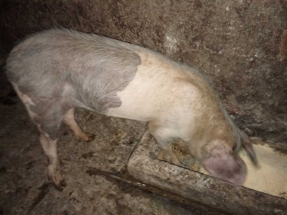 Vendo porca bisara
