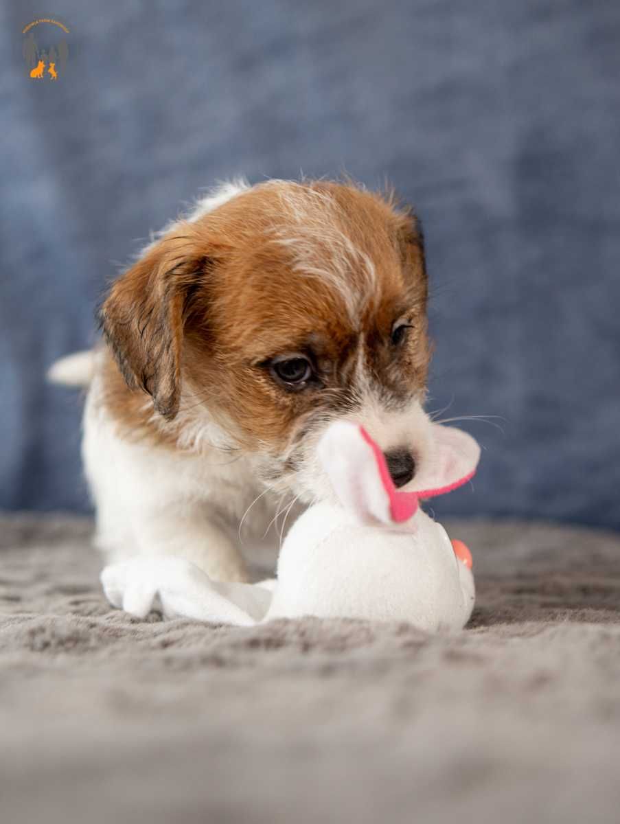 Jack Russell Terrier ZKwP FCI piesek