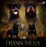 Rottweiler top suczka, szczenię, rodowód ZKWP/FCI