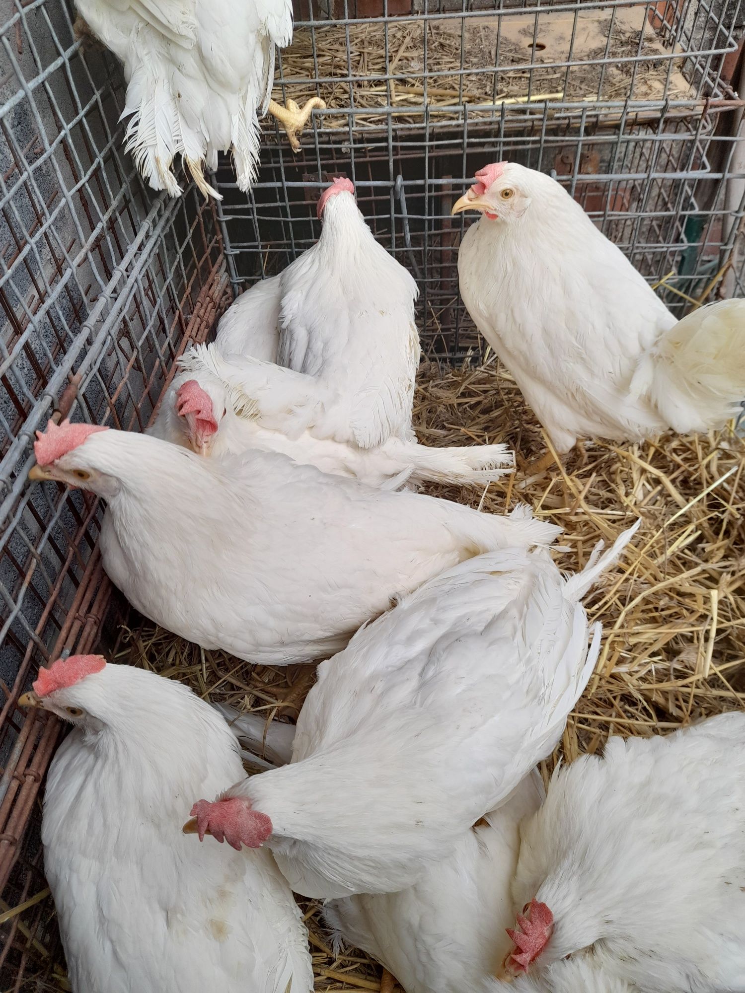 Kury Leghorn 22 tyg z jajkiem Nioski