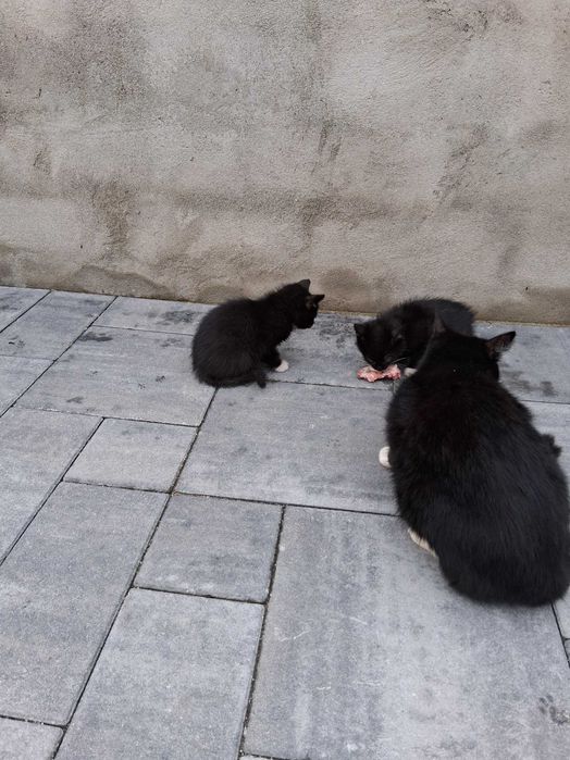 Oddam 4 młode koty w dobre ręce