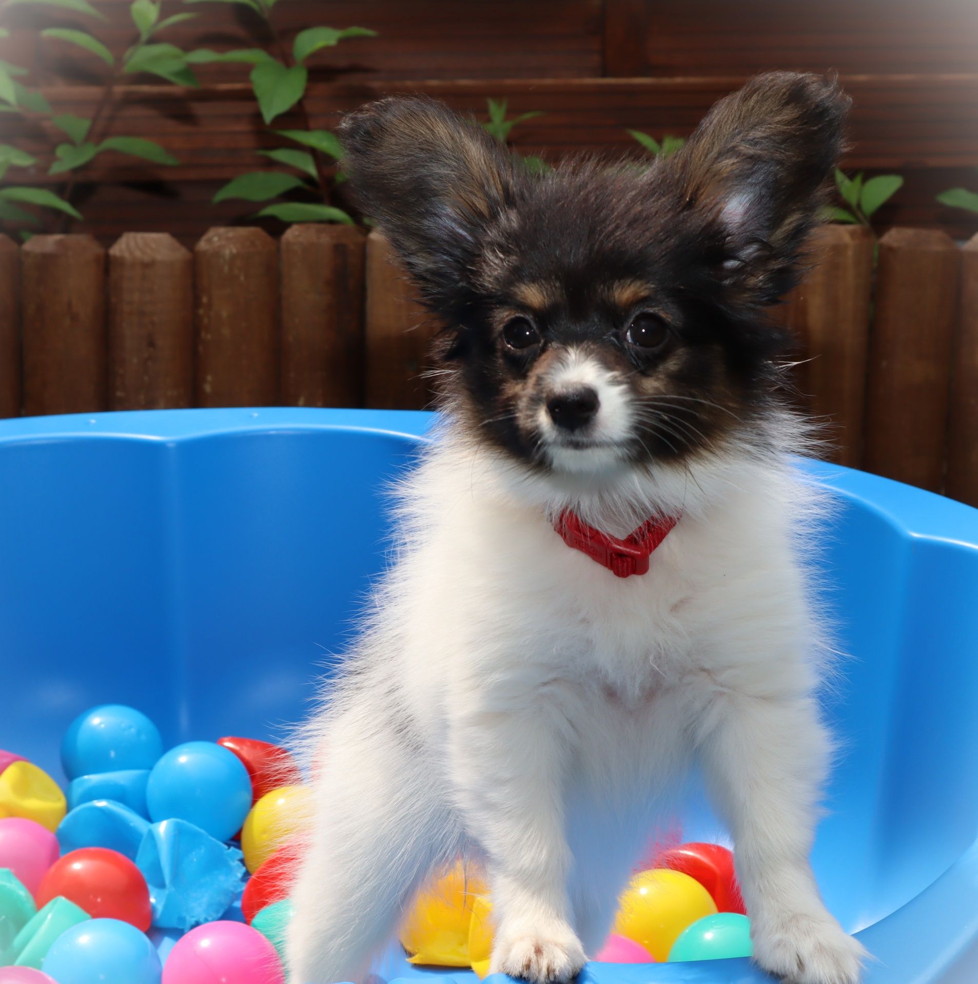 Papillon ZKWP/FCI- Suka- urodzona 13.03.2025r.