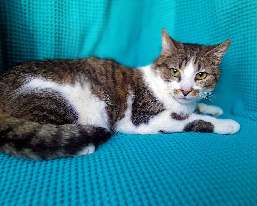 Брітні, біло-смугаста кішечка, шукає сім’ю! кішка 1рік,  кошка кошеня