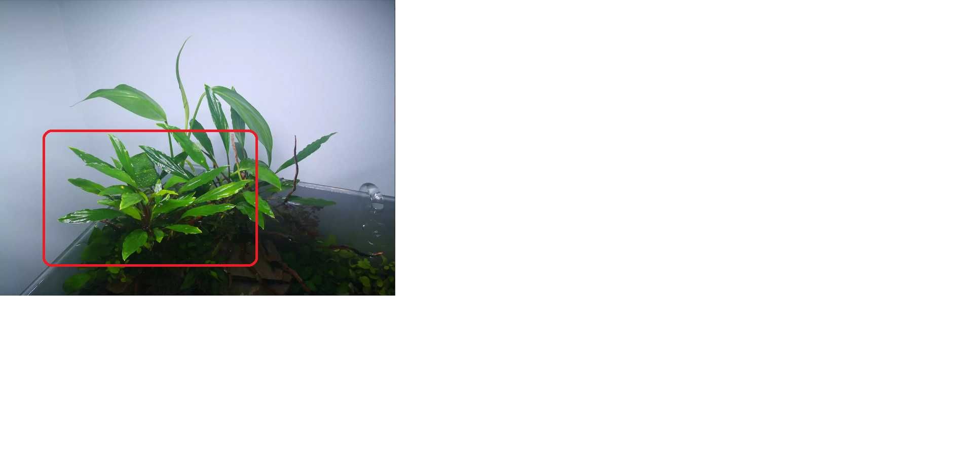 Homalomena sp. Sekadu