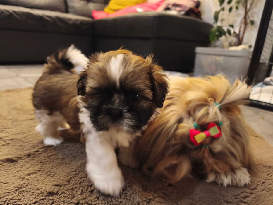 Piesek SHIH TZU samiec