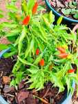 Malagueta Picante Achar de limão