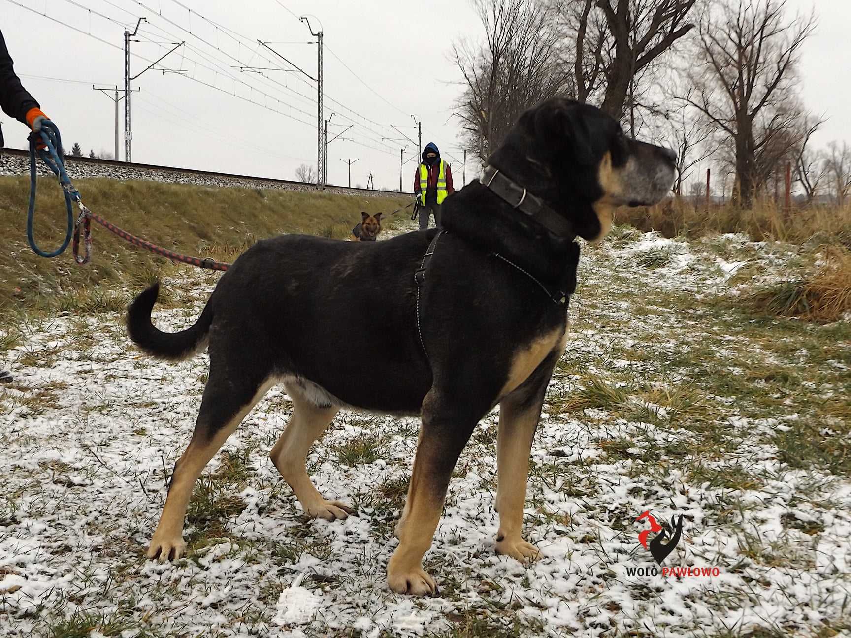 Pies w typie Rottweiler za darmo