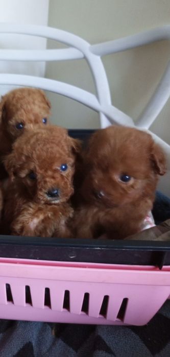 Мікро дітки МальтіпуF2