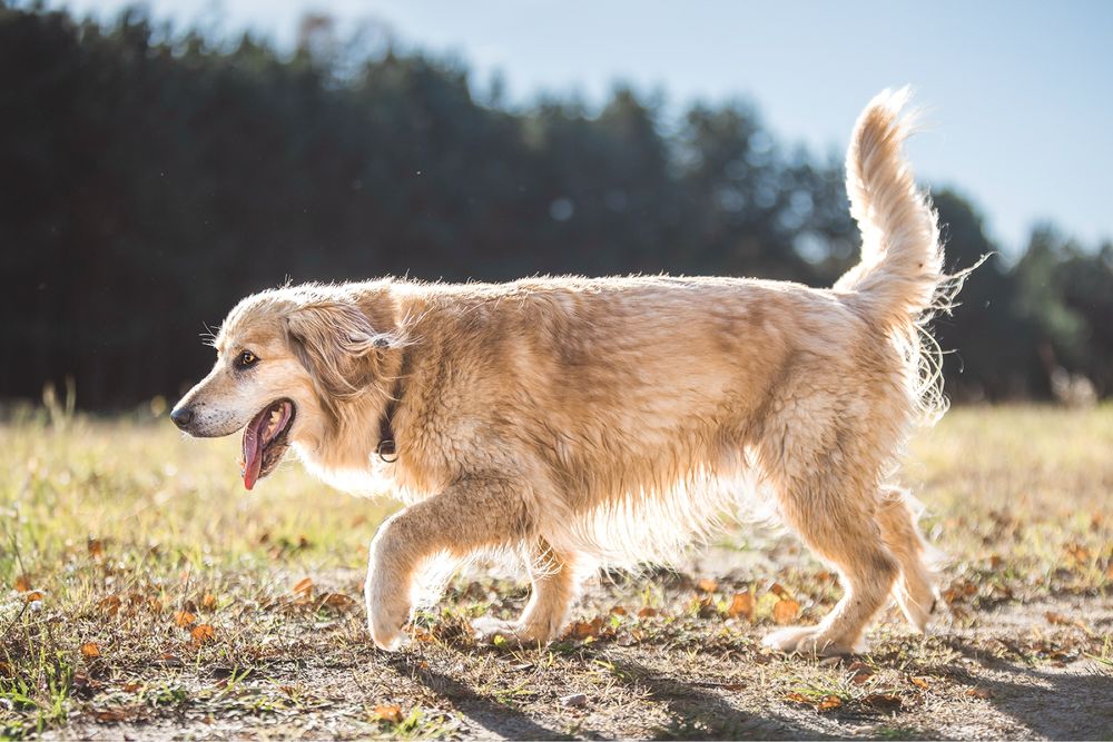 Borys - pies w typie rasy golden retriever prosi o szansę na dom