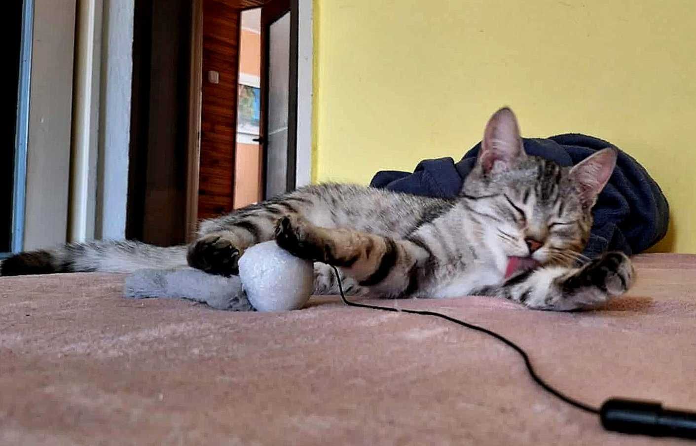 Srebrna,młodziutka,delikatna kotka,kociczka do spokojnego domu.ADOPCJA