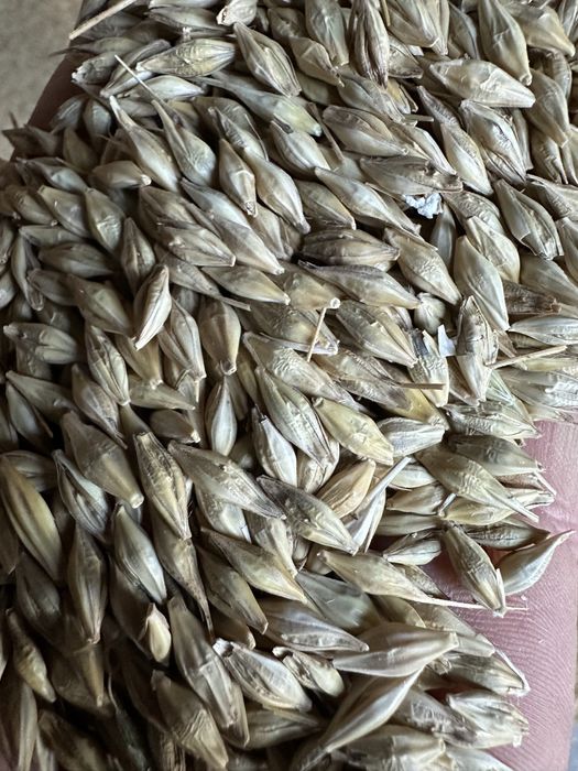 Jęczmień ozimy Jakubus