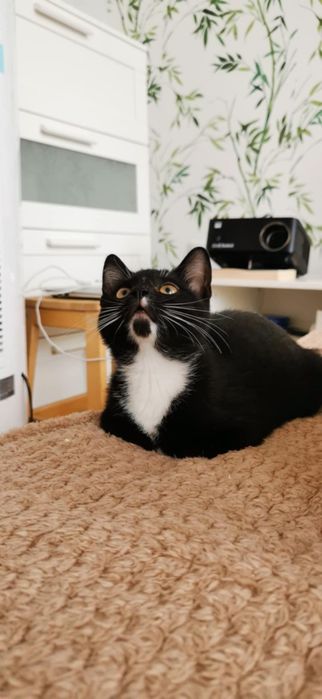 Ropuszka - mała grzeczna kotka do adopcji! Ur. 05-2025