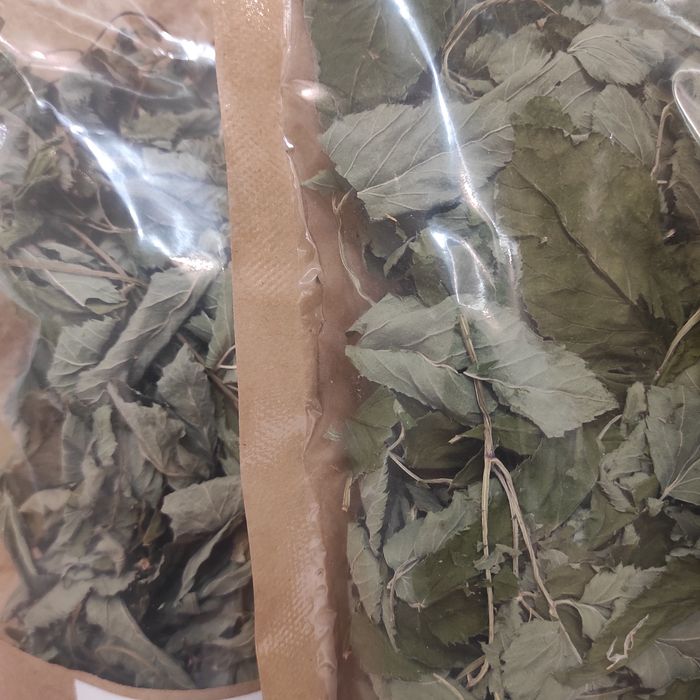 Podagrycznik pospolity 10 g