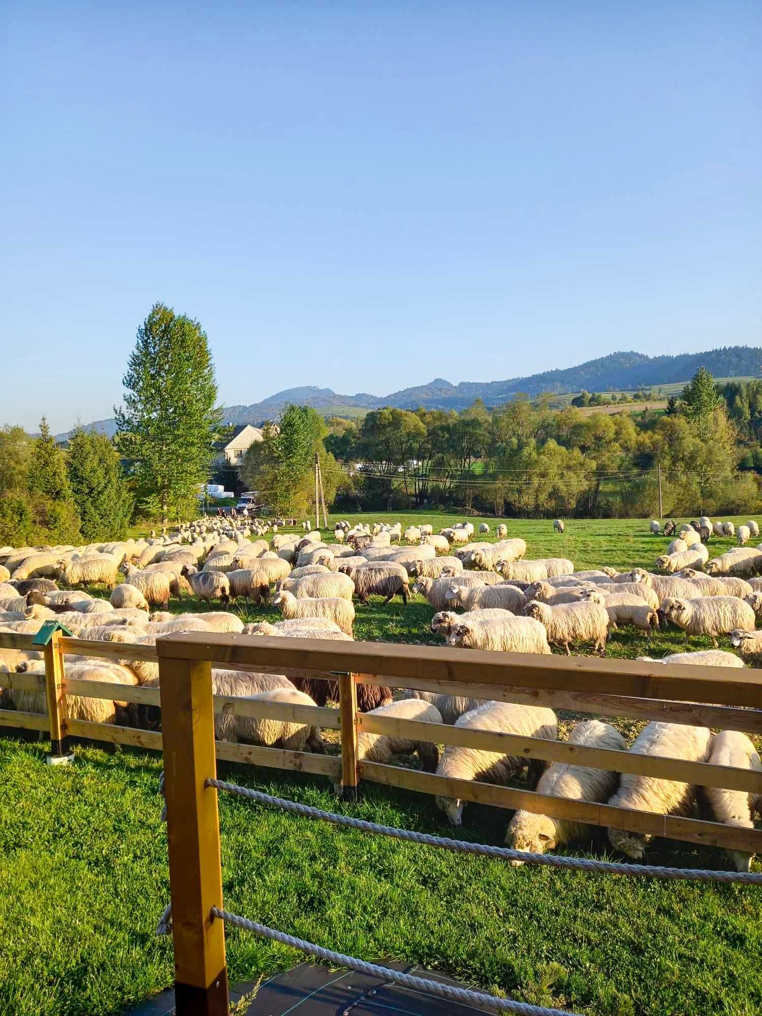 Leśna Przystań, domek, góry, Pieniny, weekend, lato, wakacje, jezioro