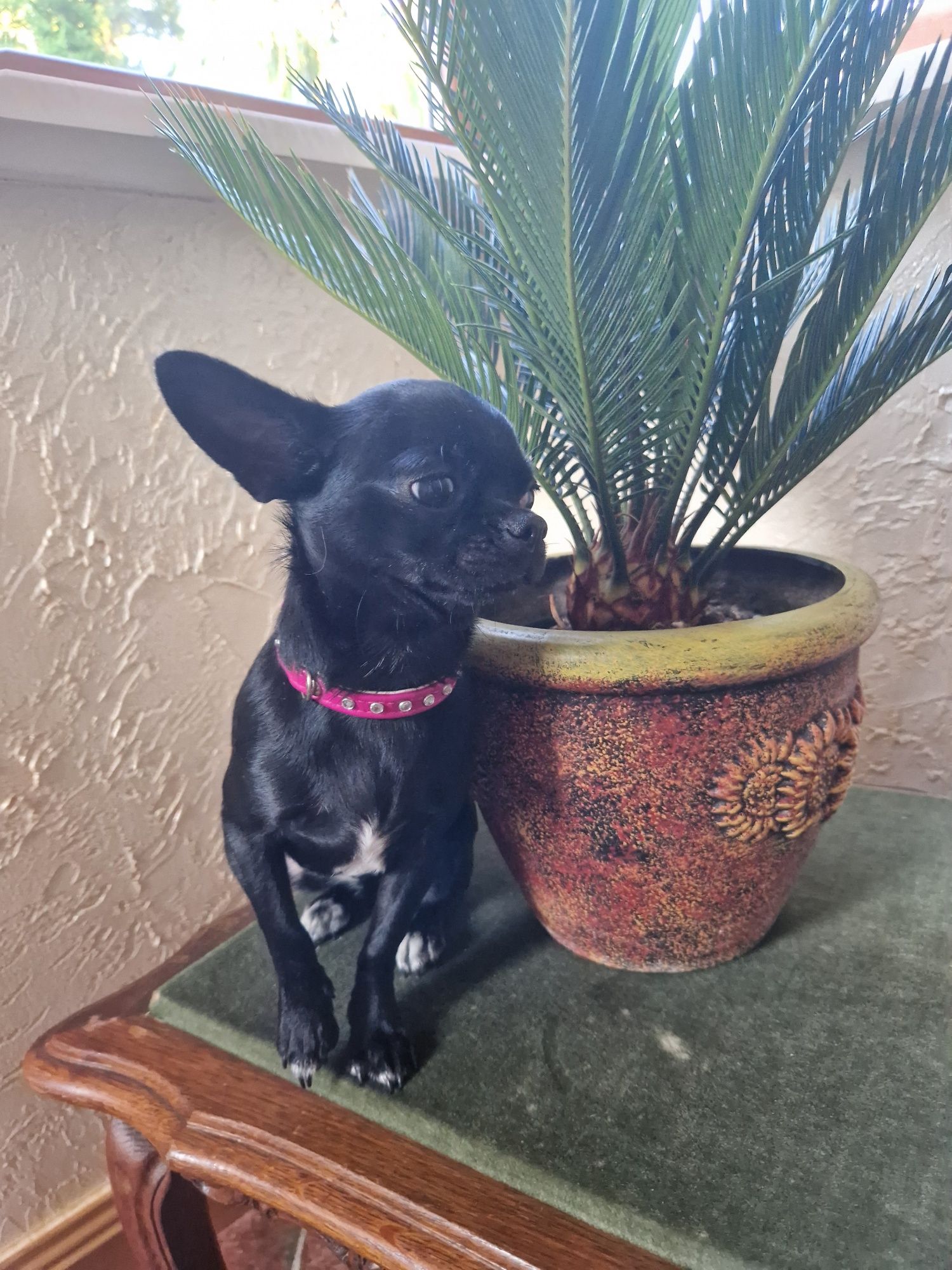 Chihuahua suczka czarna krótkowłosa Fci