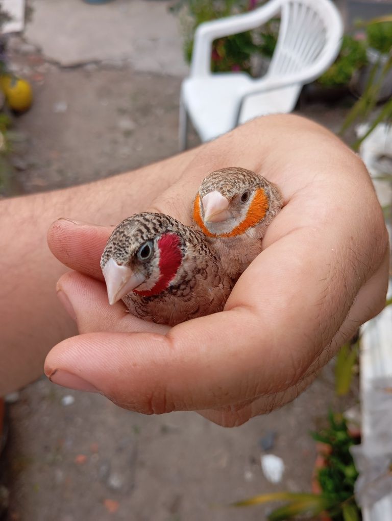 Várias aves para ceder