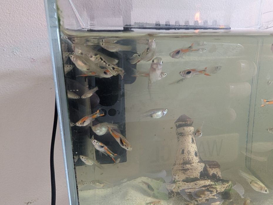 Sprzedam rybki gupiki pawie oczko