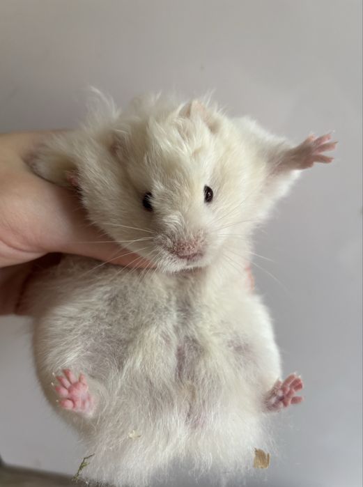 Ангорський Хомяк Пухнасті Атласні Королівські