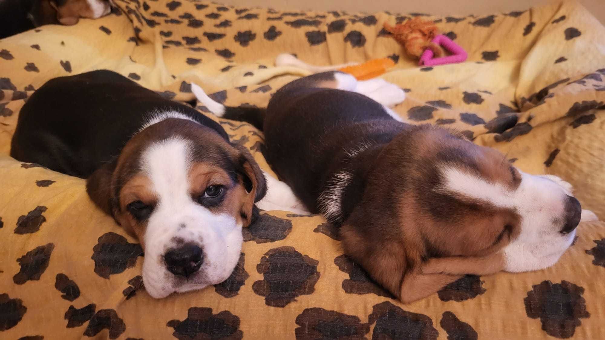 Sprzedam Psa Rasy Beagle