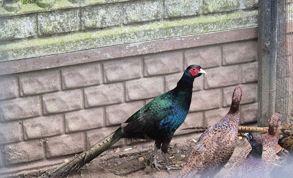 Bażanty melanistyczne