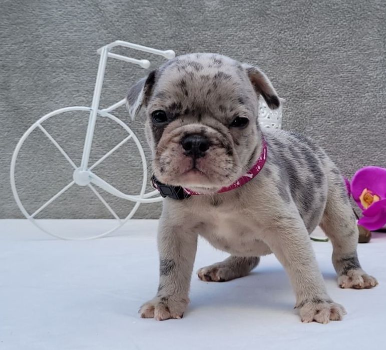 Шикарні мерле французький бульдог