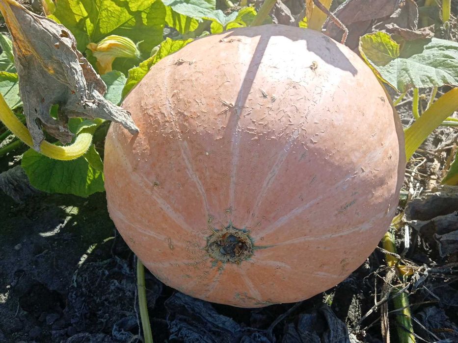 Sprzedam Świeżą Dynie Otylia Bambino Duża ilość Hurt Detal niska cena