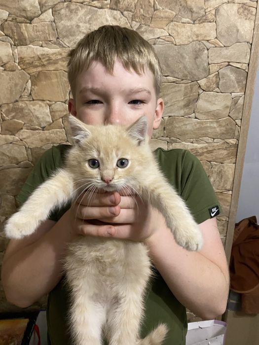 Віддам кошенят у добрі руки