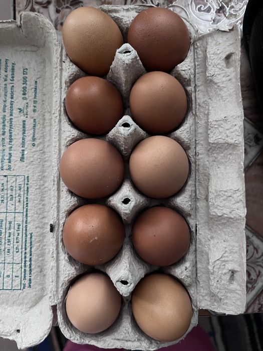 Яйце куринне домашнє без ГМО