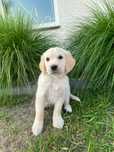 Golden Retriever szczeniak