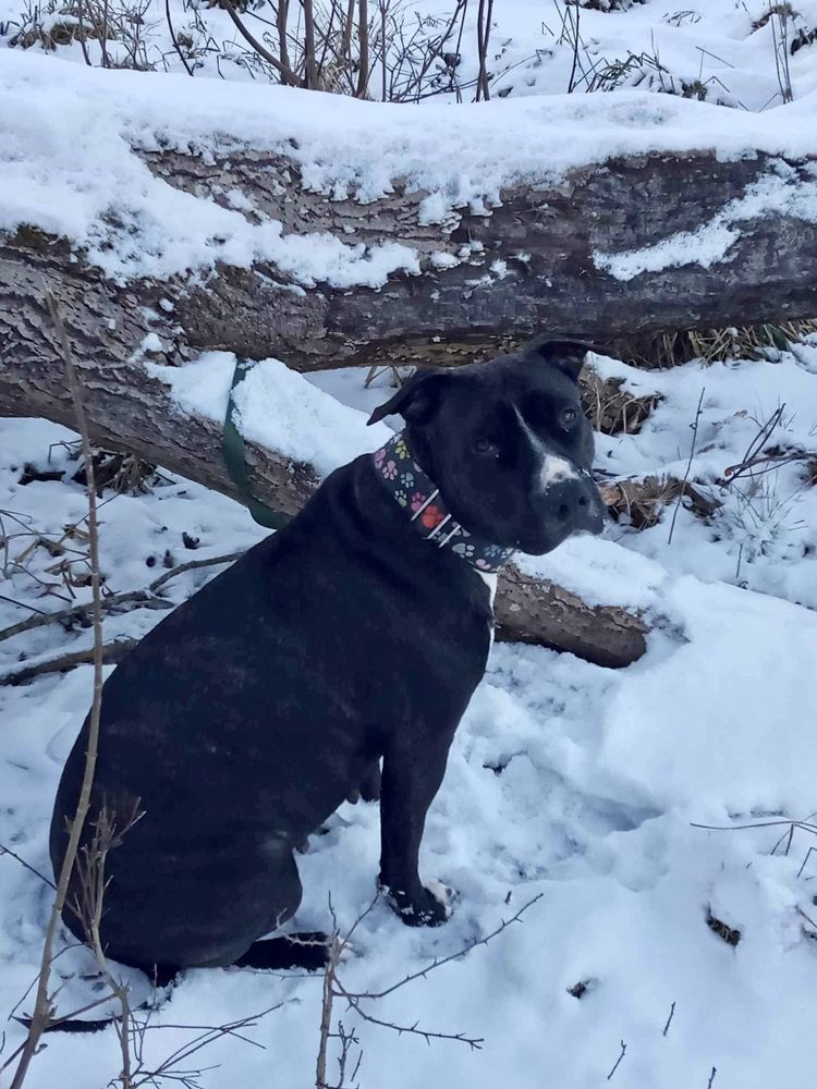 Urocza suczka rasy Amstaff szuka domku