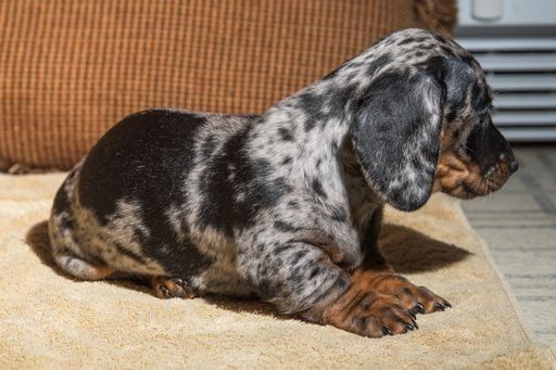 Мармурова такса – цуценя, якого ви не зустрінете ніде!