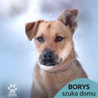 Borys szuka domu! OTOZ Animals Schronisko Ciapkowo