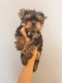 Yorkshire Terrier York Yorki FCI