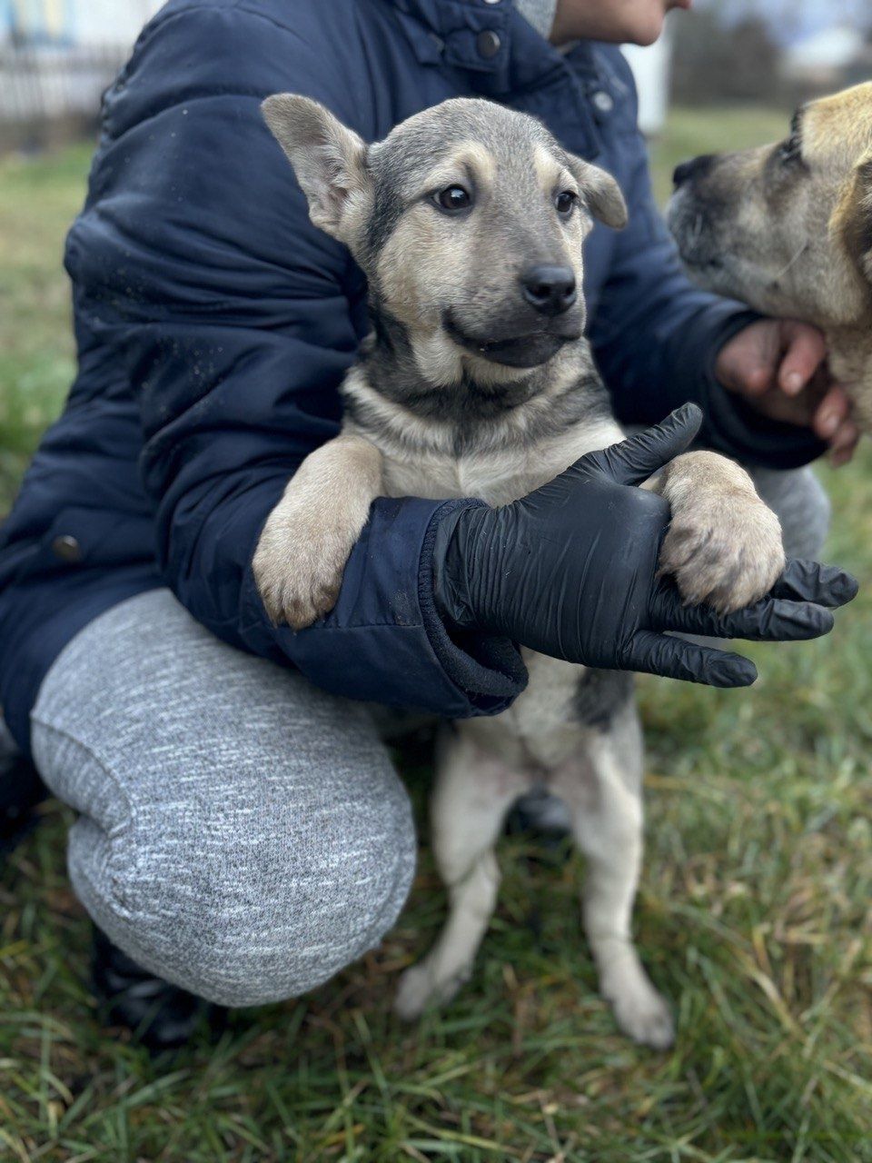 Віддам гарних, щеплених цуценят