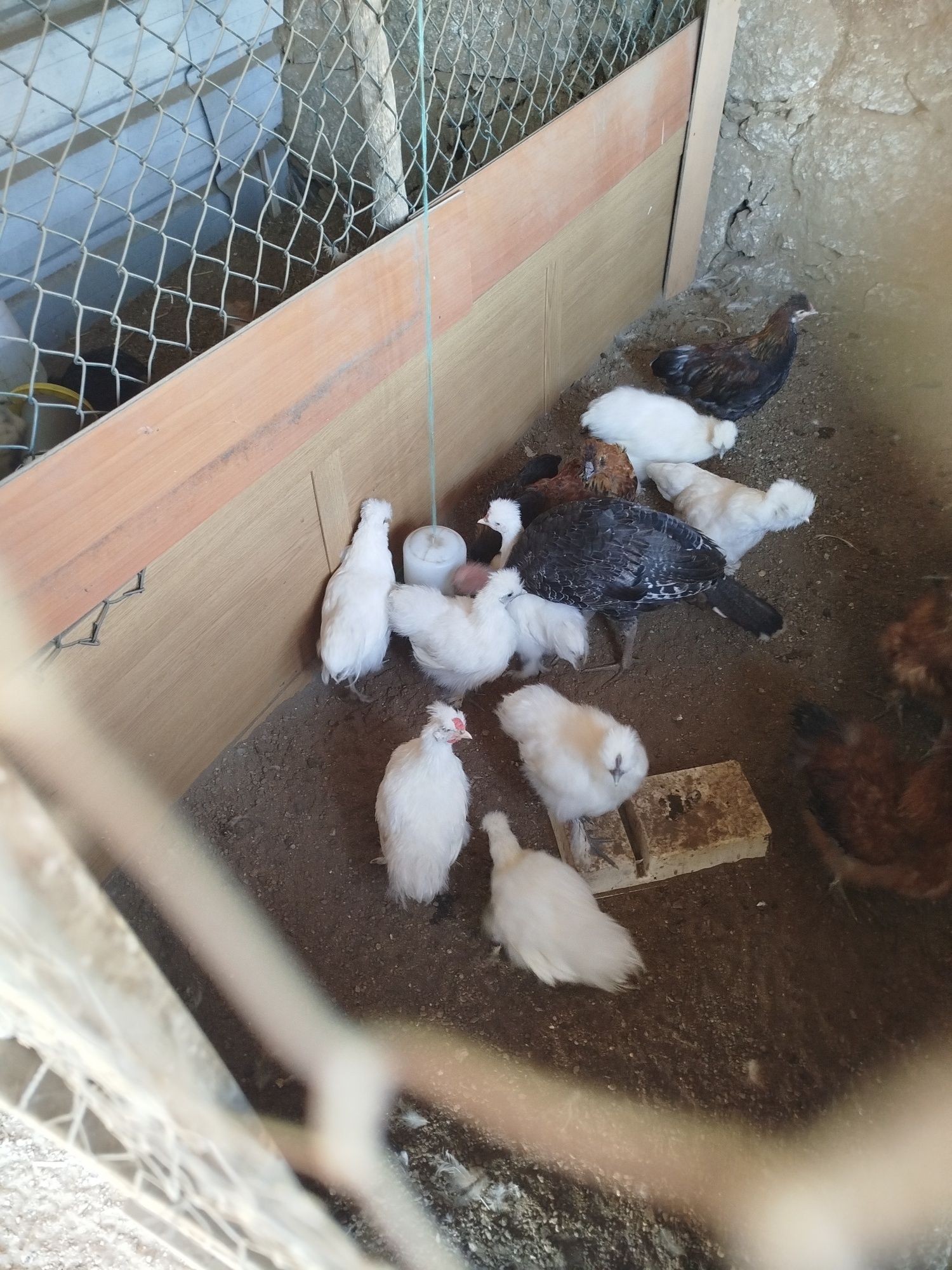 Vendo ou troco patos mudos, perus e garnisos