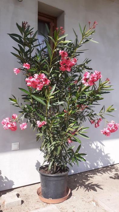 Oleander różowy i biały