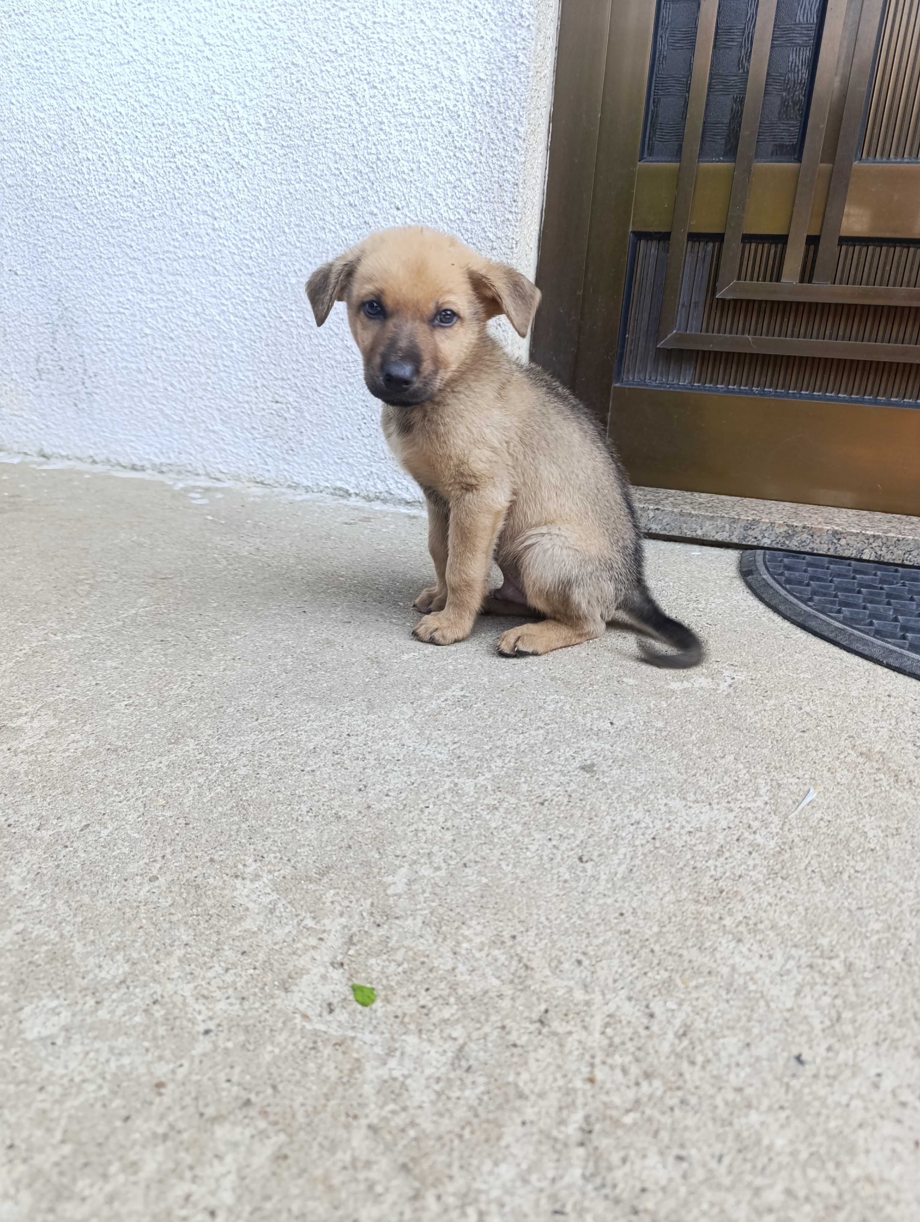 Cães para adopção.