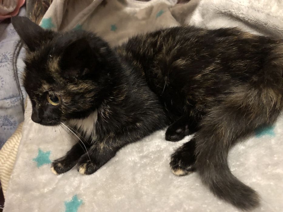 Віддам в добрі руки кицю 3-4 місяці