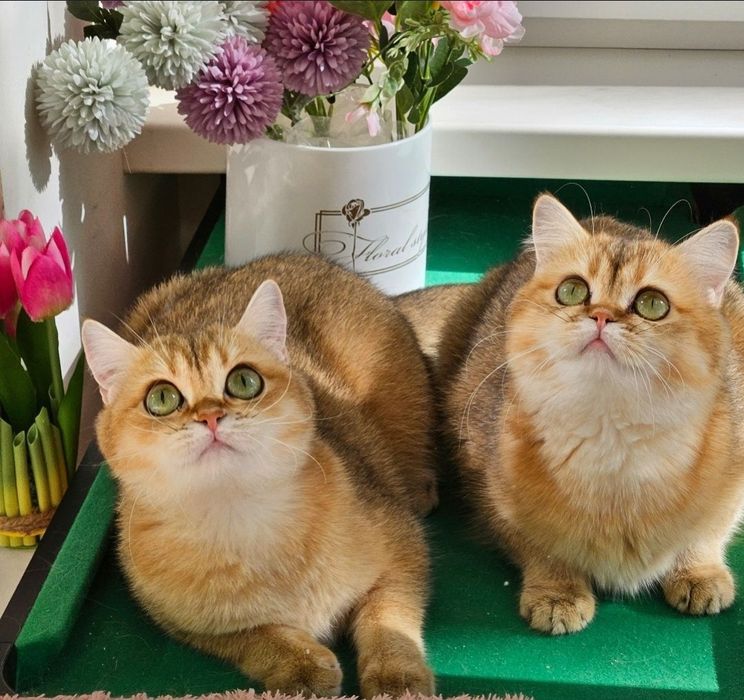 Золотая британская шиншилла кошечка кошка котята дівчинка