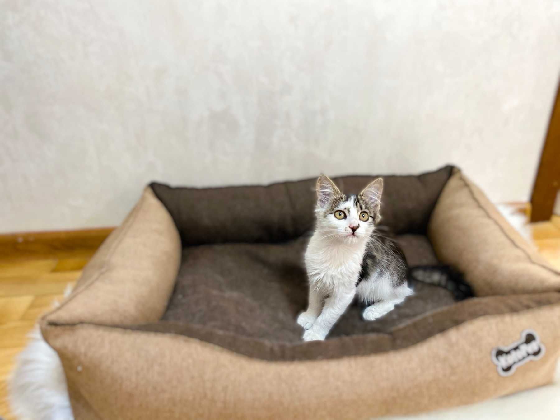 Подарю двох котинят/ хлопчик та дівчинка/коти/котята/котиня/кіт