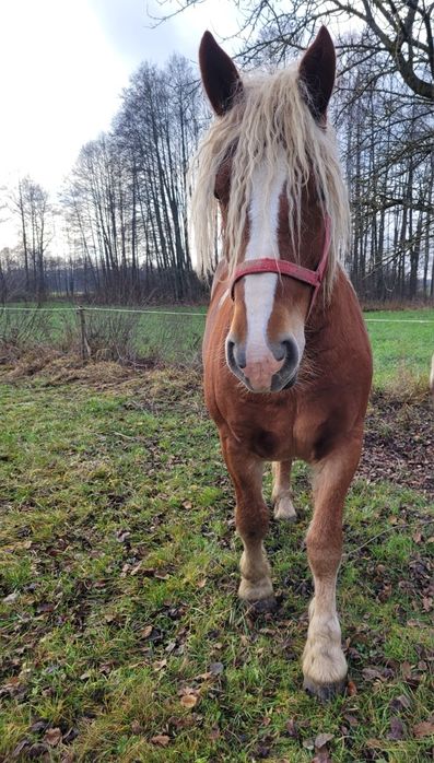 Sprzedam klacz kasztankę 1 rok i 6 miesięcy