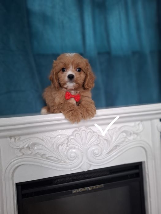 Piesek maltipoo f1