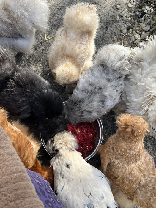 Dostepne 30  Jajka lęgowe silki usa piękne puchate kury silka