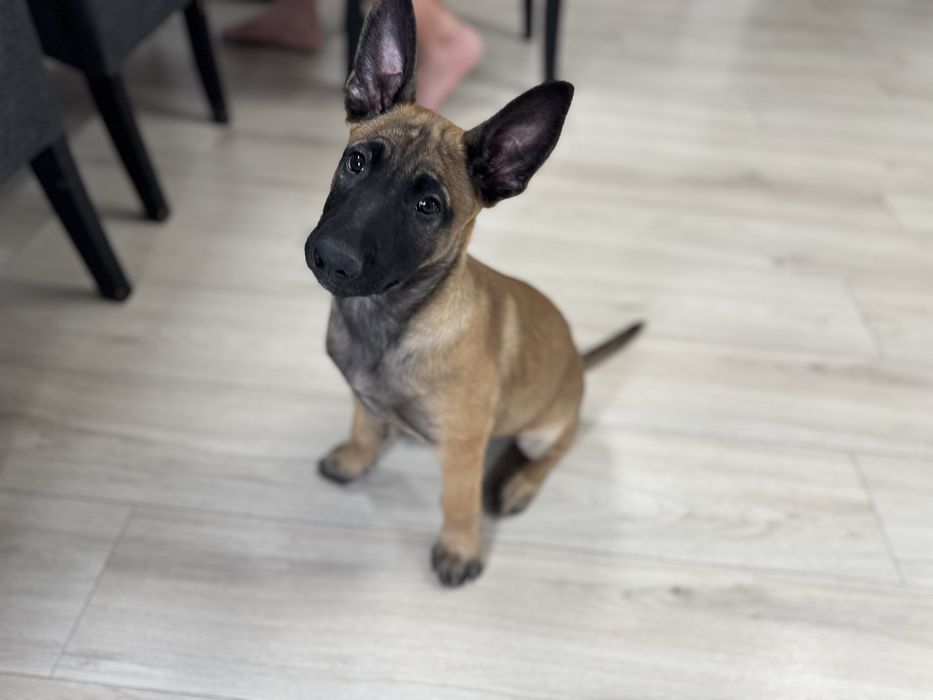 Artego Szczeniak Owczarek Belgijski Malinois FCI