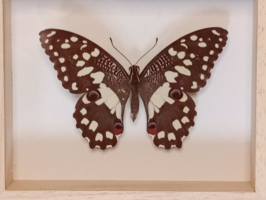Motyl w ramce 12x10 cm . Papilio demoleus .