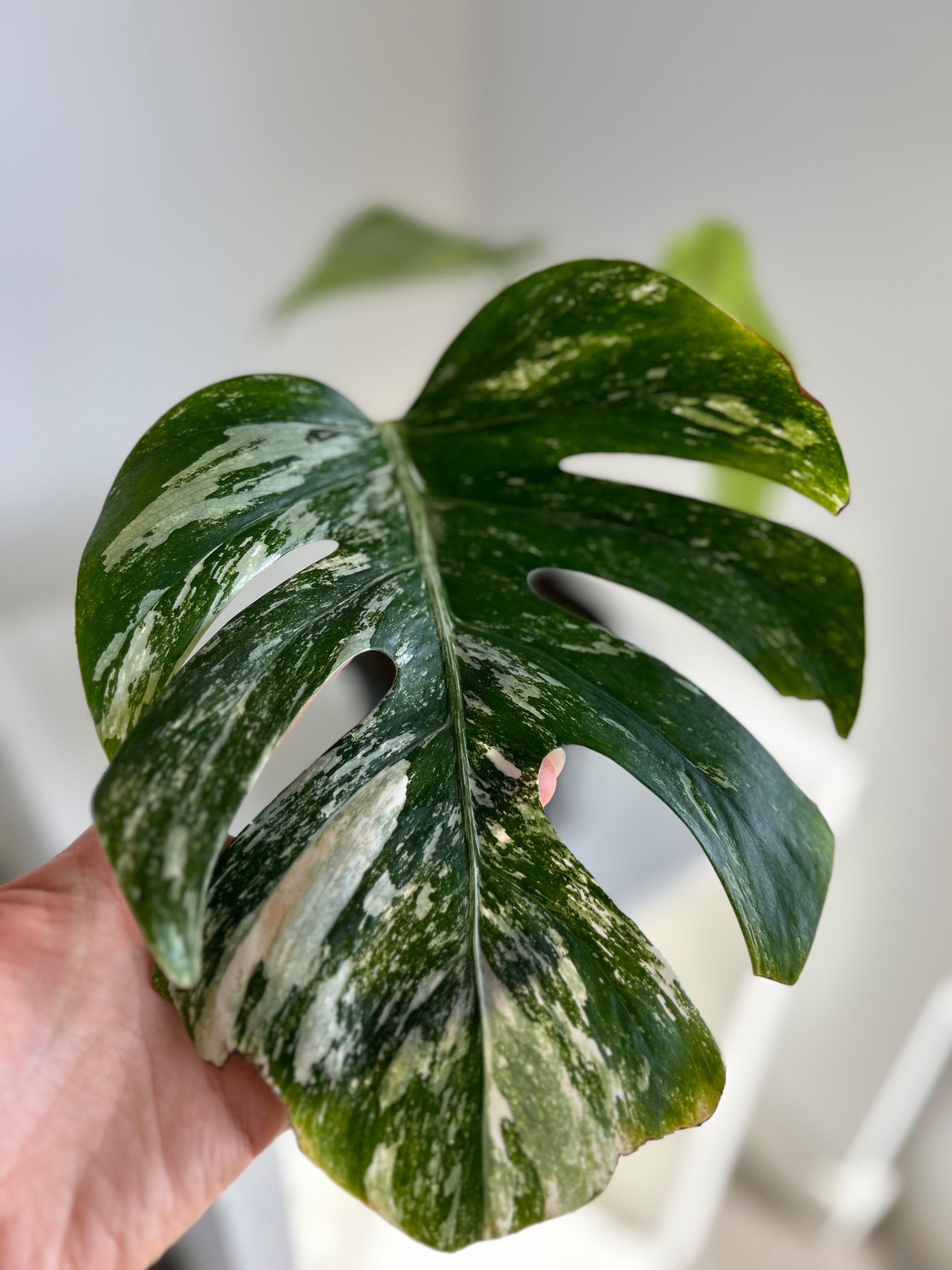 Monstera Albo VARIEGATA